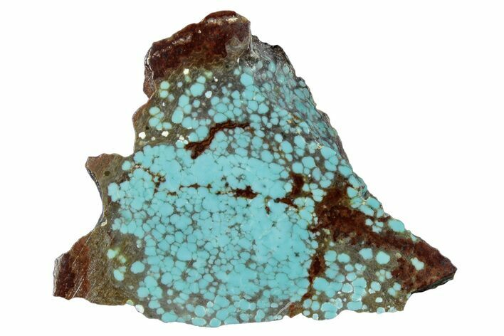 Polished Turquoise Slab - Number Mine, Carlin, NV #292322